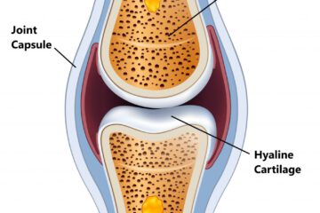 Cartilage Joint 1024x1017