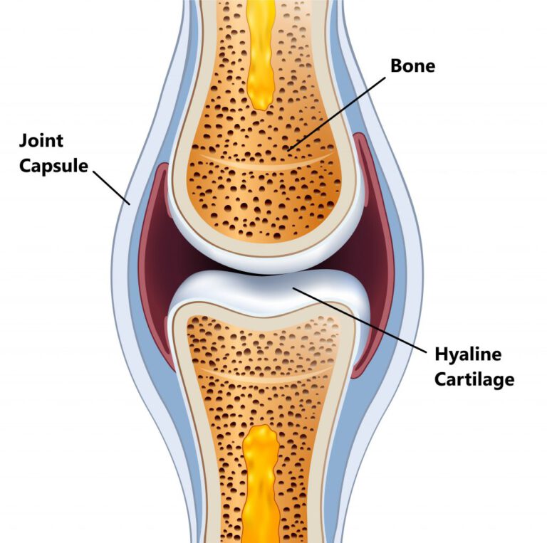 Cartilage Joint 1024x1017