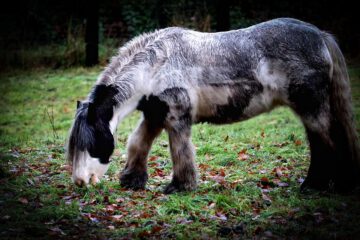 Horse Tinker