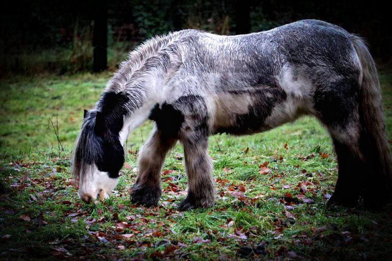 Horse Tinker